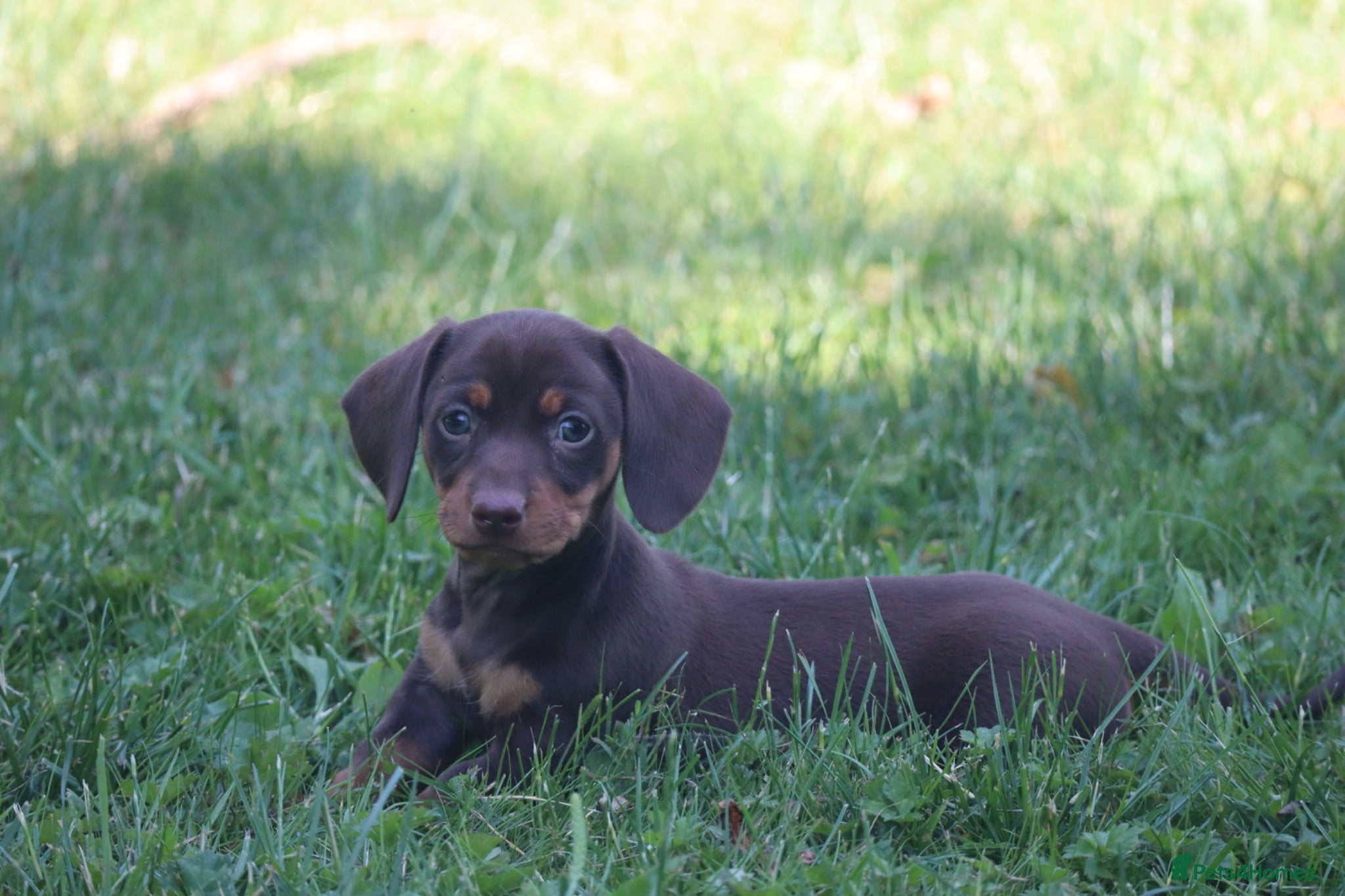 Miniature Dachshund dogs Miniature Dachshunds 2 left! Boy&Girl - Advert 1