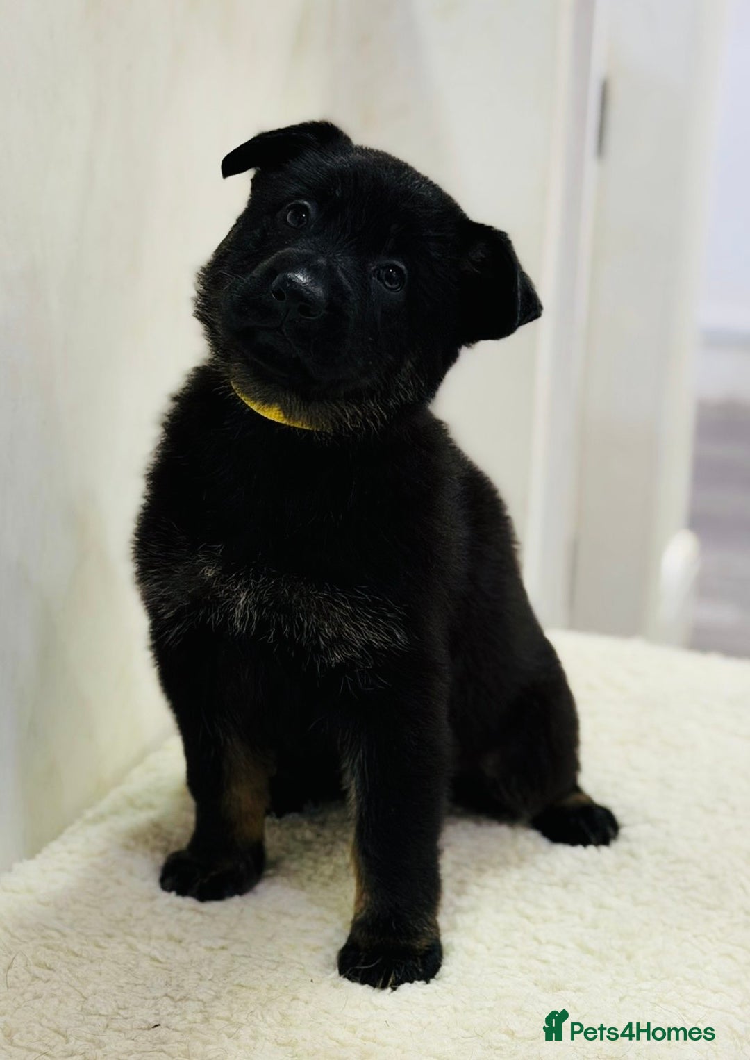 German Shepherd dogs for sale: DDR Working Line GSD Puppies Rare Working Lines - Advert 9