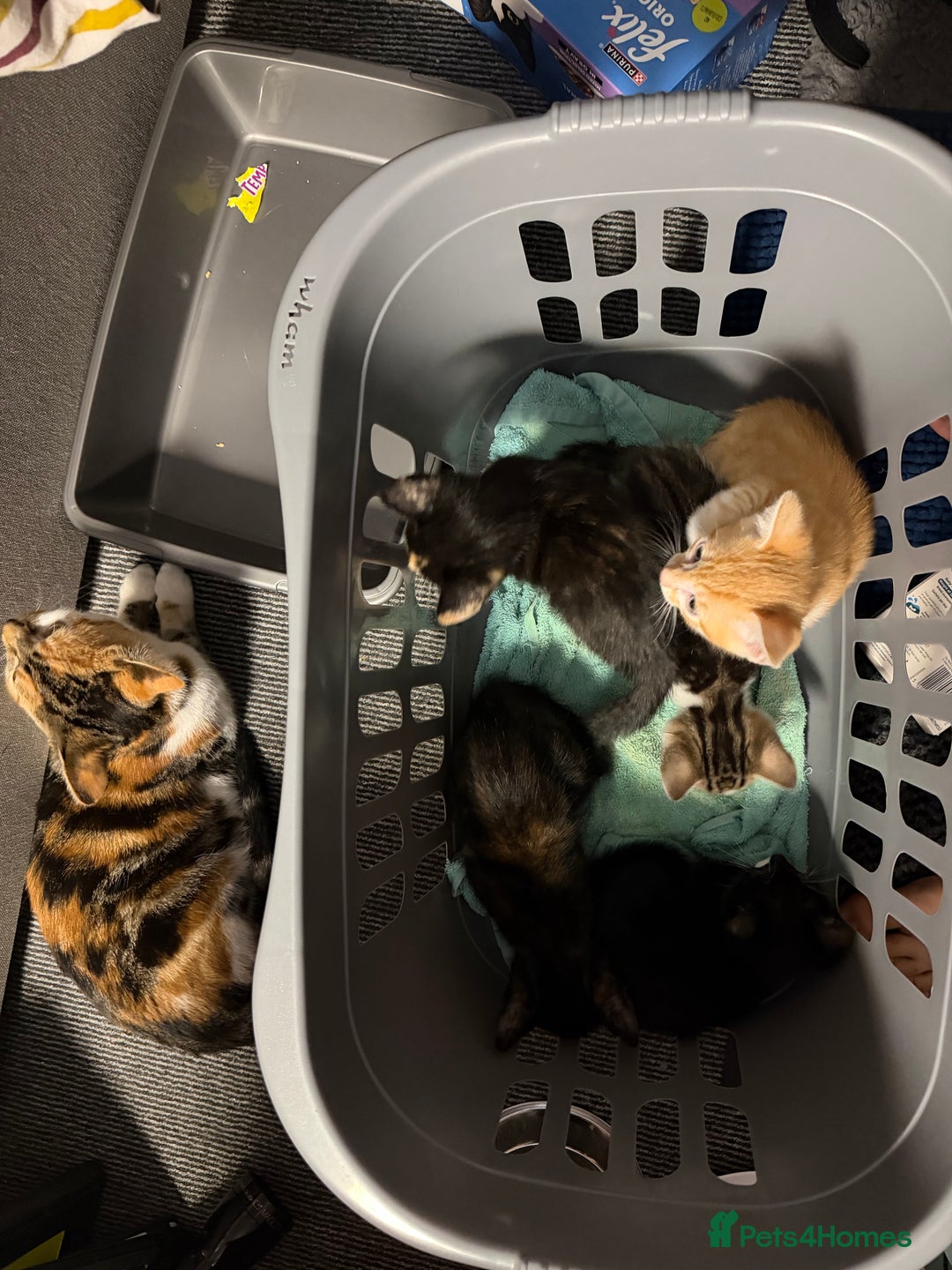 Mixed Breed cats for sale: Kittens for Sale  - Image 7