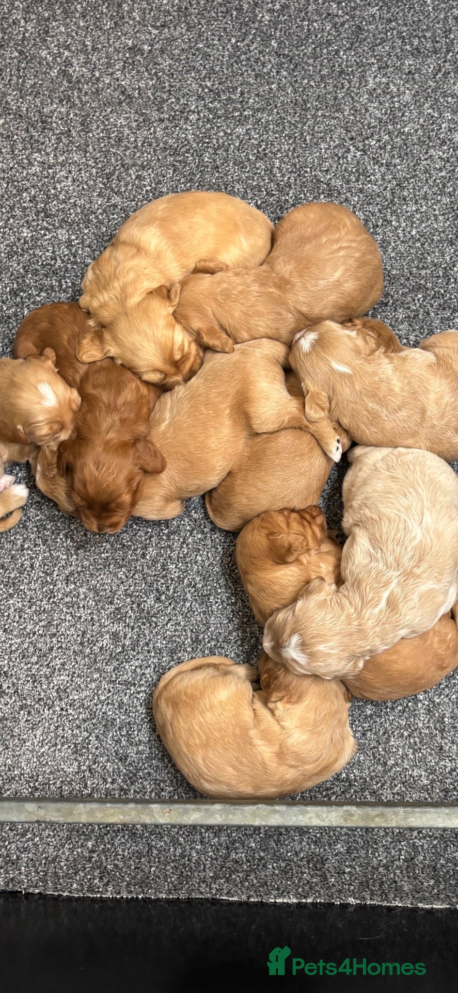 Mini Goldendoodle dogs F1 miniature Goldendoodle puppies. - Advert 2