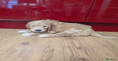 Goldendoodle dogs - Advert 3