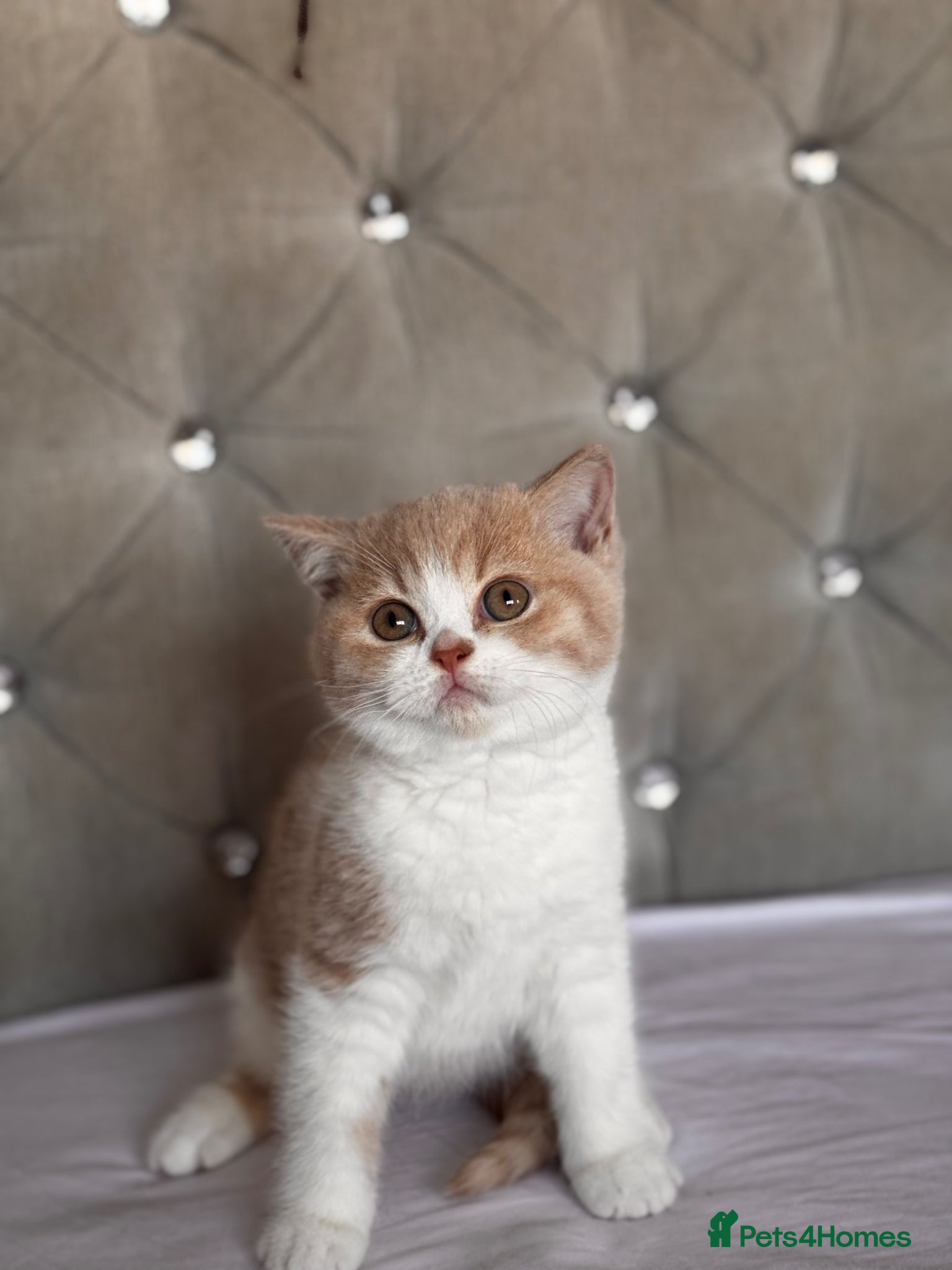 British Shorthair cats Gorgeous British shorthair and longhair💙💖🏆🏆 - Advert 1