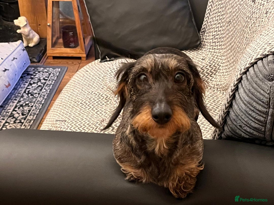Miniature Dachshund dogs for sale: Pebbles Wirehair Miniature Dachshund  - Image 5