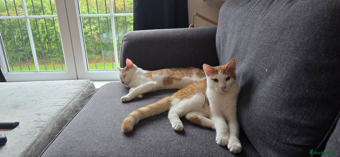 British Shorthair cats for sale: 2 ginger brothers  - Image 6