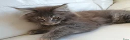 Maine Coon cats for sale: TICA Reg 2 Pure Bread Maine coon kittens - Advert 3