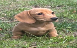 Miniature Dachshund dogs for sale: 🐶 Miniature Smooth Haired Dachshunds. KC REG. 🐶  - Image 29