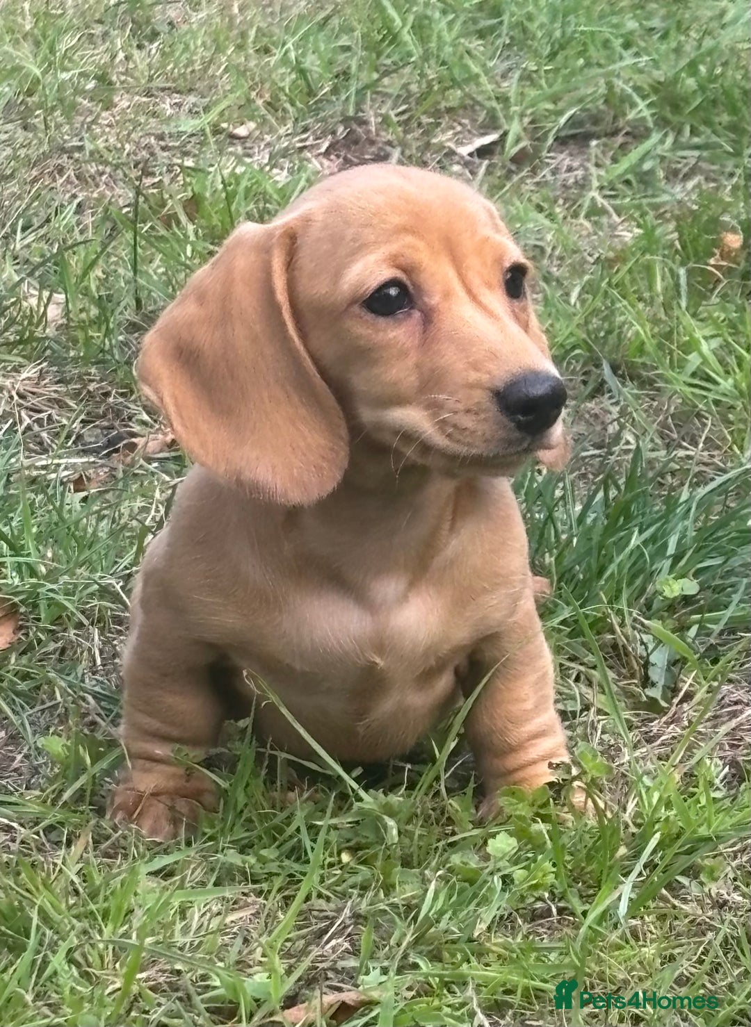 Miniature Dachshund dogs for sale: 🐶 Miniature Smooth Haired Dachshunds. KC REG. 🐶  - Image 29