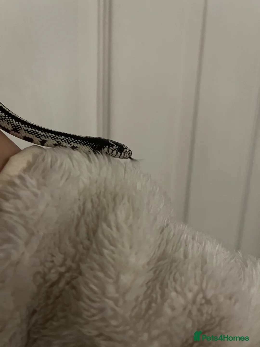 King Snake reptiles for sale: One of a kind Wband California king snake in Stourport-on-Severn - Advert 2