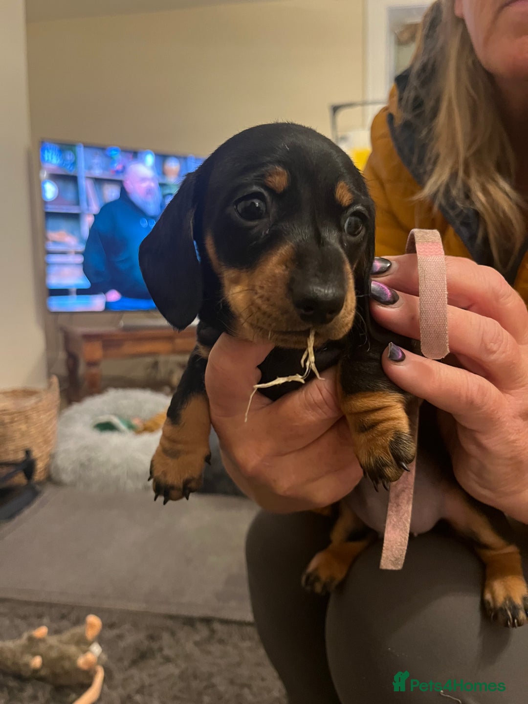 Miniature Dachshund dogs for sale: KC, PRA clear miniature smooth dachshund puppies - Advert 4