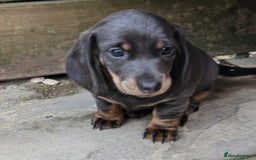 Dachshund dogs for sale: Dachshund puppies  - Image 2