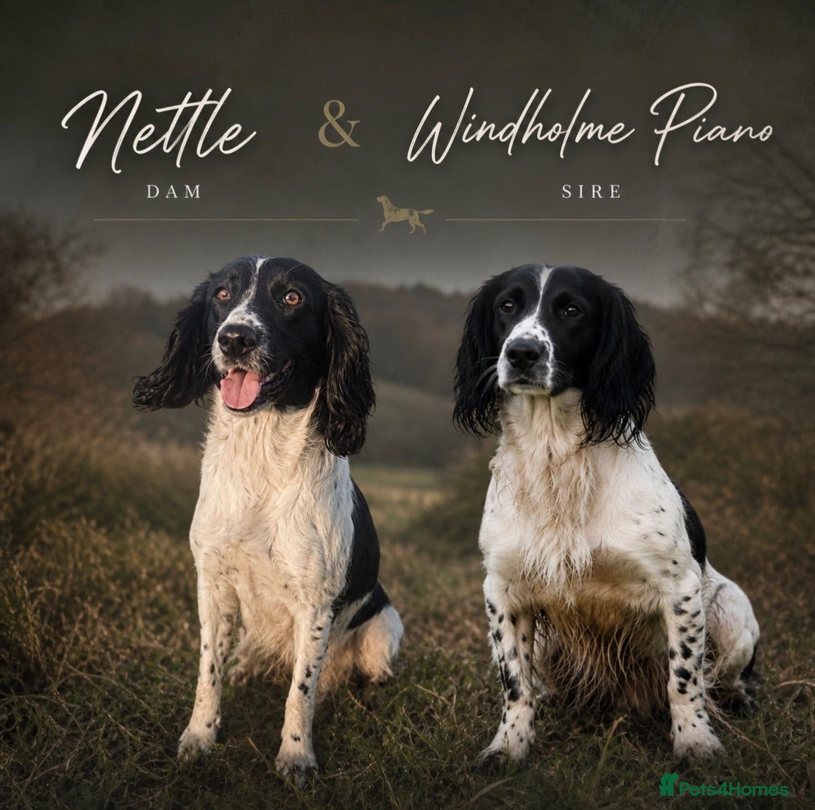 English Springer Spaniel dogs Beautiful English Springer Spaniel Puppies - Advert 4