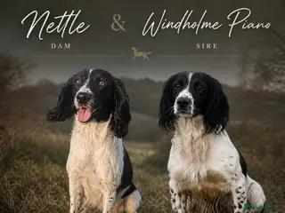English Springer Spaniel dogs Beautiful English Springer Spaniel Puppies - Advert 1