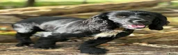 Cocker Spaniel dogs for stud: Cocker Spaniel for Stud in Langholm - Advert 1