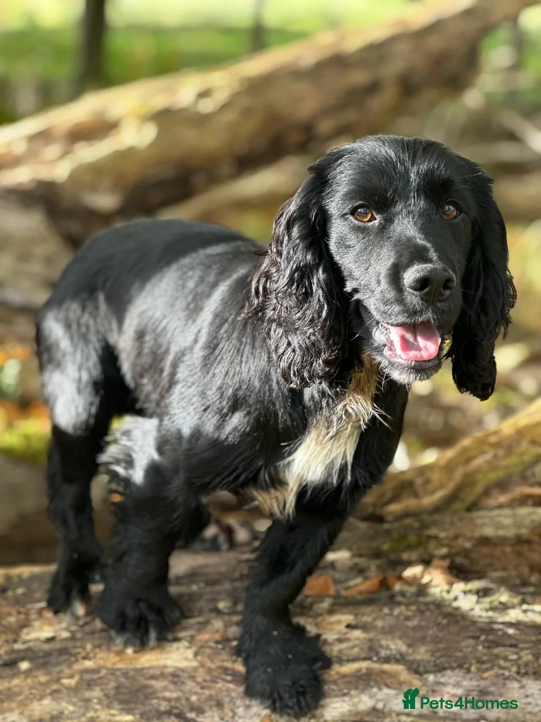 Cocker Spaniel dogs for stud: Cocker Spaniel for Stud in Langholm - Advert 1