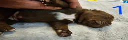 Mixed Breed dogs for sale: F1 BULLADOR PUPPIES - Advert 6