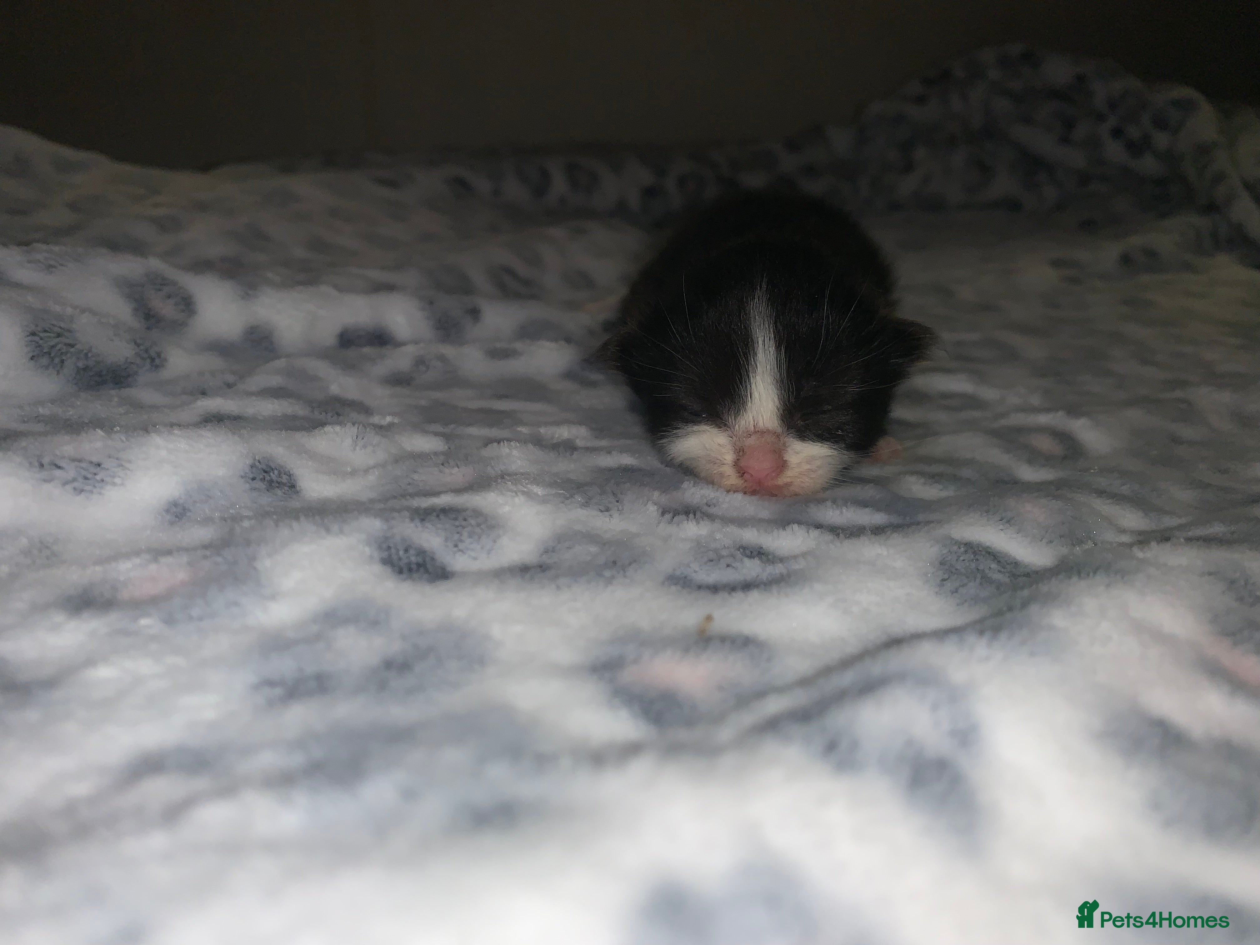 Mixed Breed cats black and white kittens  - Advert 1