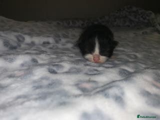 Mixed Breed cats black and white kittens - Advert 7