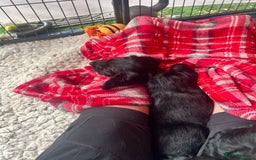 Sprocker dogs for sale: Sprocker Spaniel Puppies - Image 37