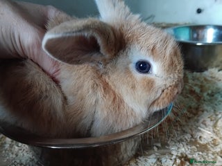 Mini Lop rabbits - Advert 26