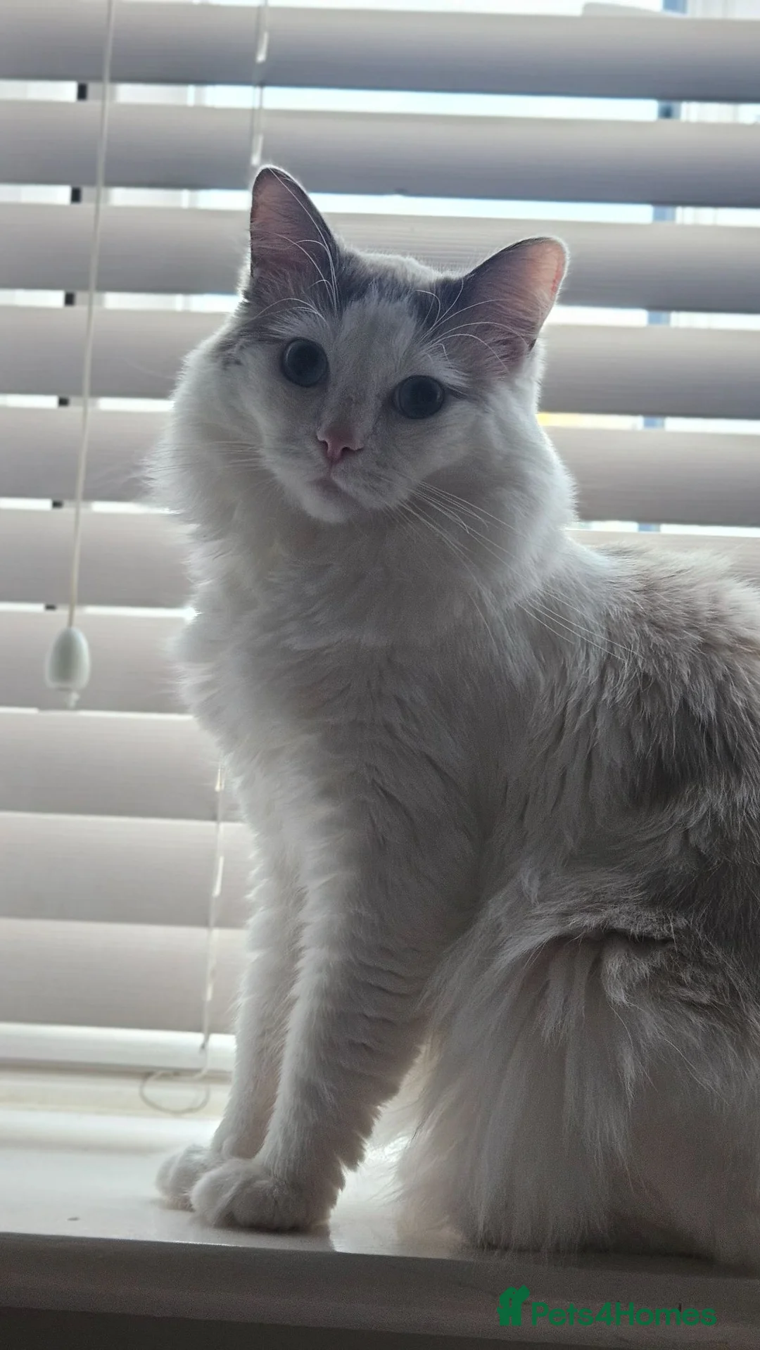 Ragdoll cats for sale: Rehoming Friendly Loving Ragdoll - Advert 1