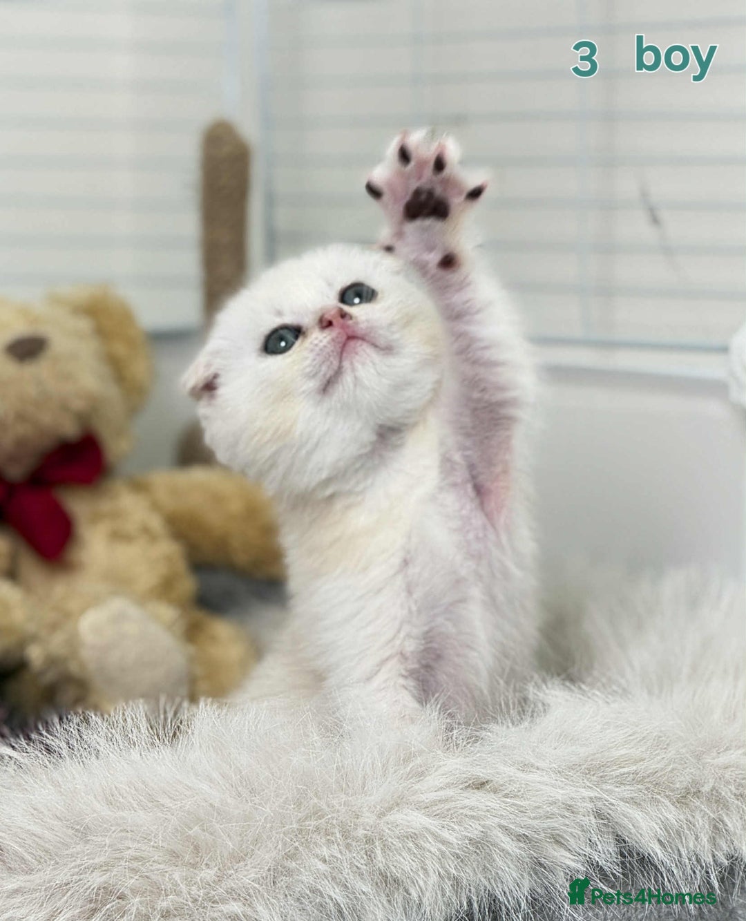 Scottish Fold cats for sale: Scottish straight/fold kittens 😸  - Image 13