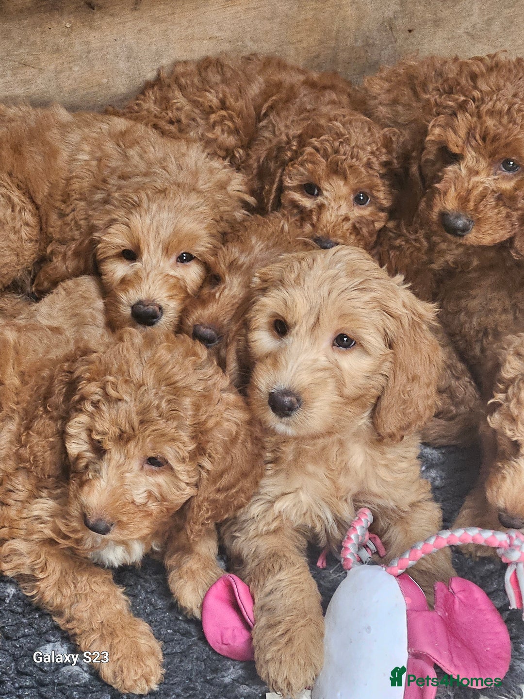 Mixed Breed dogs for sale: FULLY HEALTH TESTED FOX RED MINIATURE COCKAPOOS  - Image 21