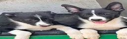 Border Collie dogs for sale:  4 beautiful border collie pups  - Advert 10