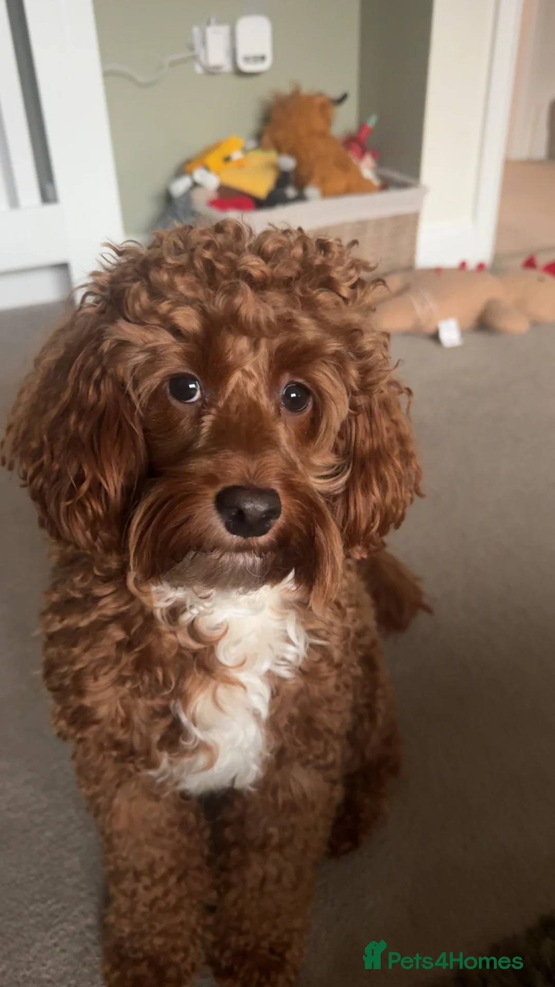 Cockapoo dogs for stud: Miniature 2 year old cockapoo boy ready for stud.  - Advert 2