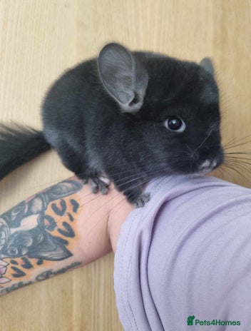 Chinchilla rodents - Advert 17