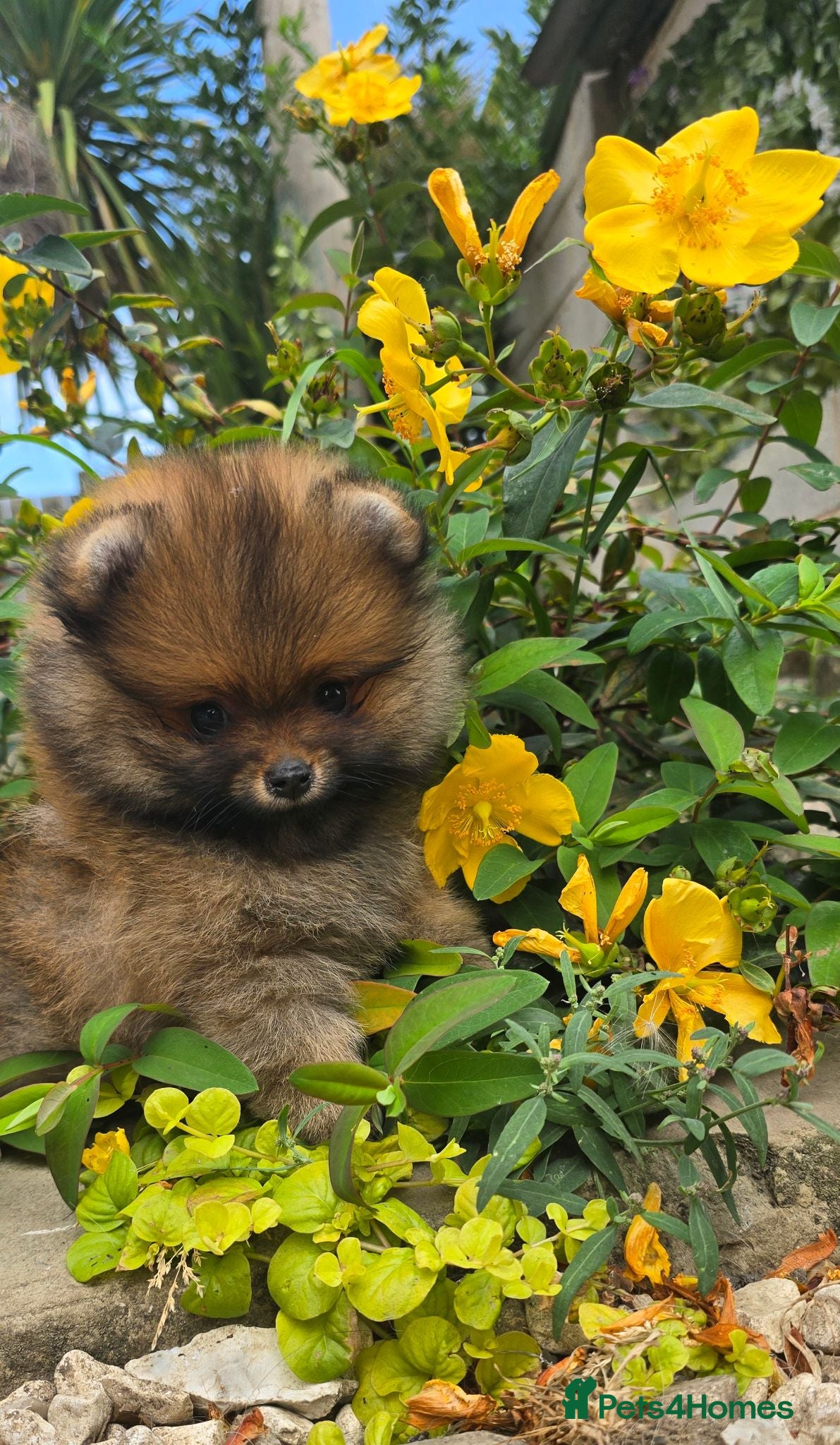Pomeranian dogs *Beautiful dna clear pedegree boy pomeranian* - Advert 1