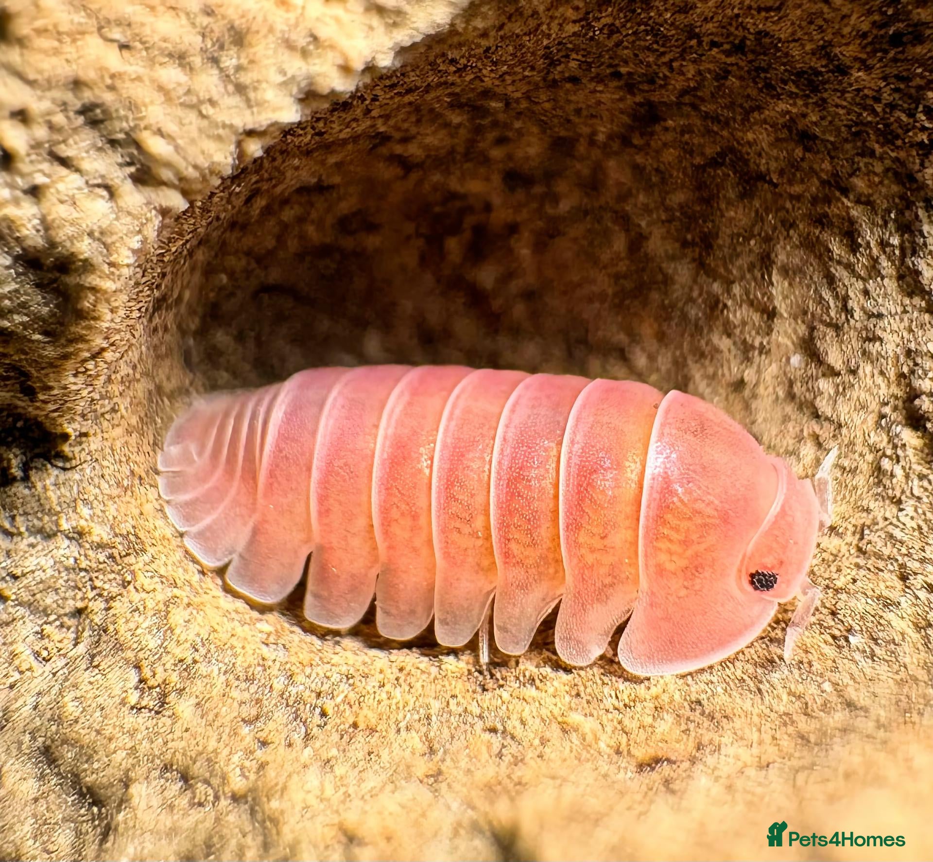 Isopods invertebrates Isopods for sale in the UK - Advert 3