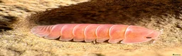 Isopods invertebrates for sale: Isopods for sale in the UK - Advert 1