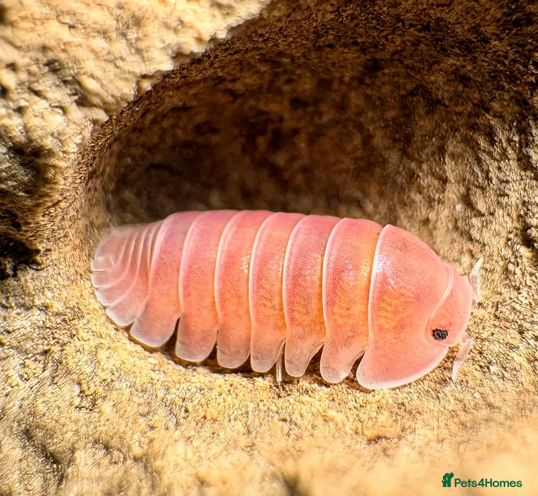 Isopods invertebrates for sale: Isopods for sale in the UK - Advert 1