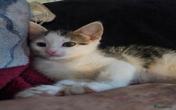 Mixed Breed cats for sale: My sweet pick n mix babies - Image 9