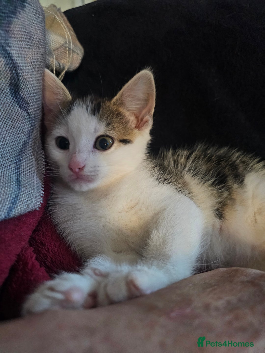 Mixed Breed cats for sale: My sweet pick n mix babies - Image 9