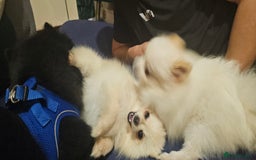 Pomeranian dogs for sale: Beautiful  ** -Size Pomeranian Girl - Image 8