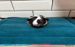 Guinea Pig rodents for sale: Dalmatians - Image 4