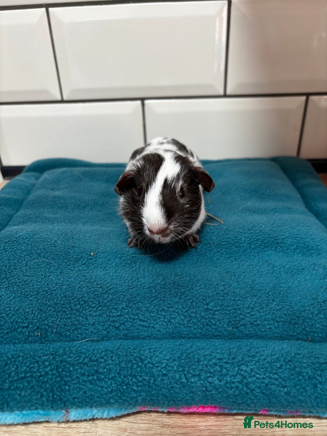 Guinea Pig rodents for sale: Dalmatians - Image 4