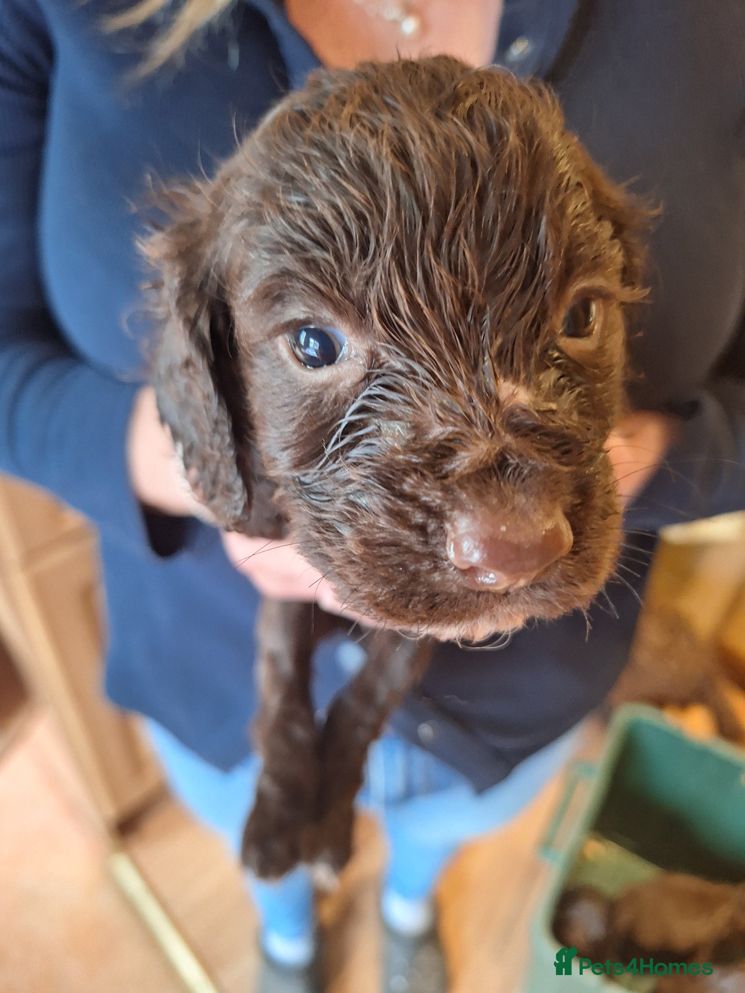 Sprocker dogs for sale: Sprockers. - Advert 3