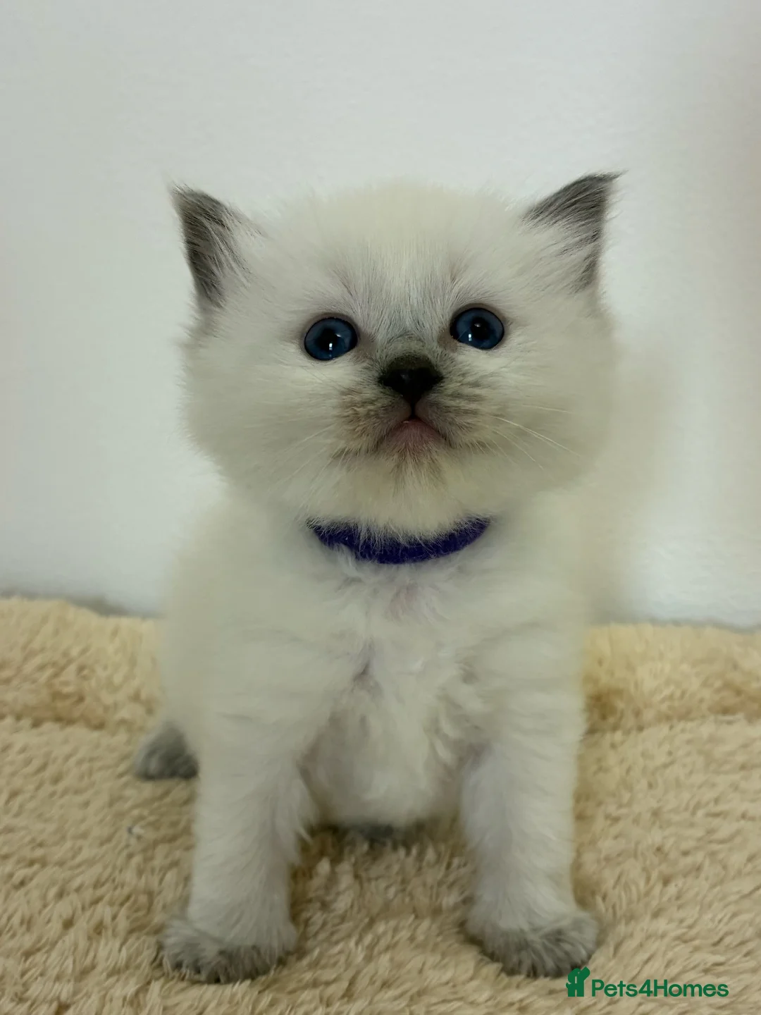 Ragdoll cats for sale: 💗 6 Beautiful Ragdoll Kittens - GCCF Parents 💗 - Advert 2