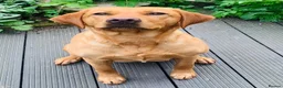 Labrador Retriever dogs for sale: KC REG FOX RED LABRADOR PUPPIES - Advert 2