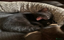Domestic Shorthair cats for sale: Tabby kittens for sale - Image 24