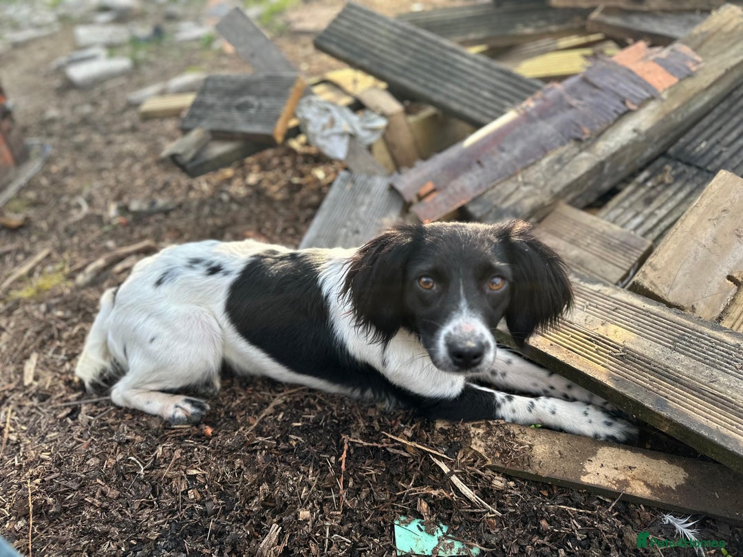 Mixed Breed dogs for sale: 14 month old Cocker Spaniel  - Image 5