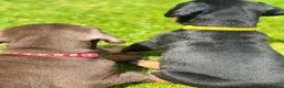 Dobermann dogs for sale: CHESHIRE WORLD CLASS DOBERMAN PUPPY - Advert 9