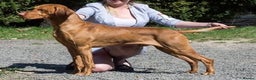 Hungarian Vizsla dogs for stud: KC Registered Hungarian Junior Champion for Stud in Brampton - Advert 1