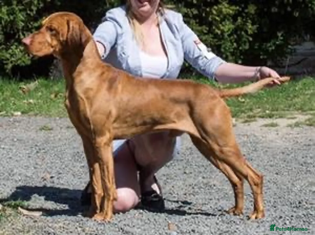 Hungarian Vizsla dogs for stud: KC Registered Hungarian Junior Champion for Stud in Brampton - Advert 1
