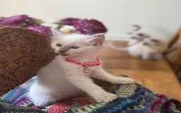 Ragdoll cats for sale: Adorable Ragdoll Kittens  - Image 7