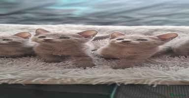 Russian Blue cats - Advert 9