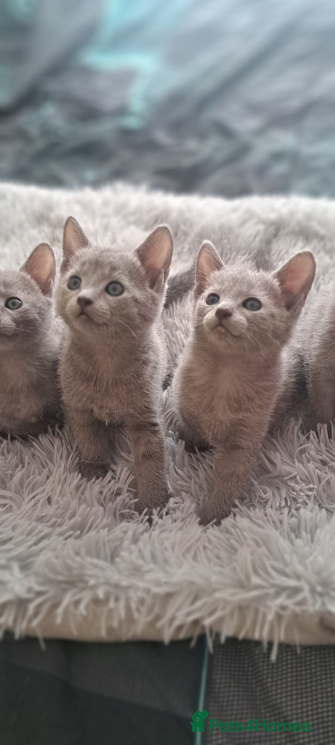 Russian Blue cats for sale: TICA Russian Blue Kittens Pedigree - Image 4