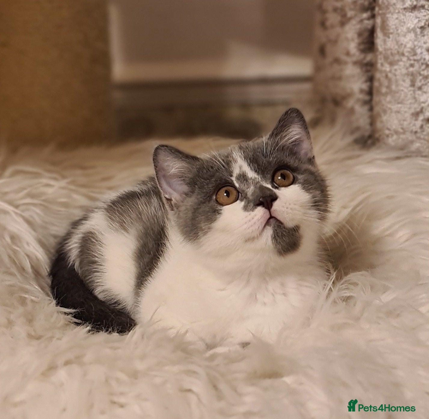 British Shorthair cats British ShortHair kittens GCCF  - Advert 15